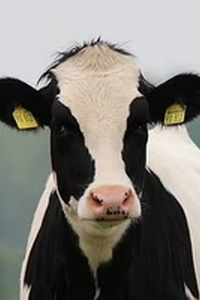 Cow